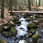 The woods outside the Dartmouth hospital.